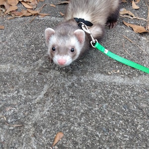 Cinnamint added a photo of their purchase
