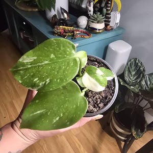 Rebecca added a photo of their purchase