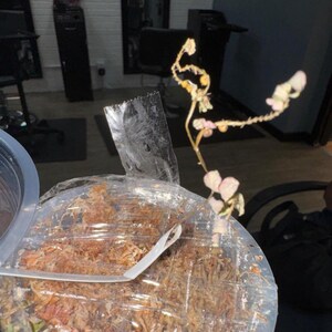 Phyllanthus Niruri Pink Variegated