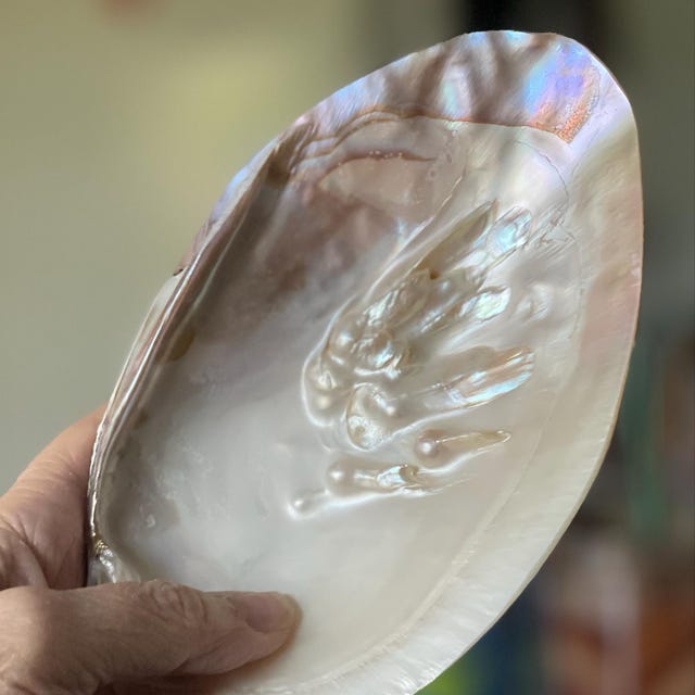 アンティークピンディッシュ Mother of Pearl Shell Large Natural Mother of Pearl Shell Dish W Real Iridescent Blister