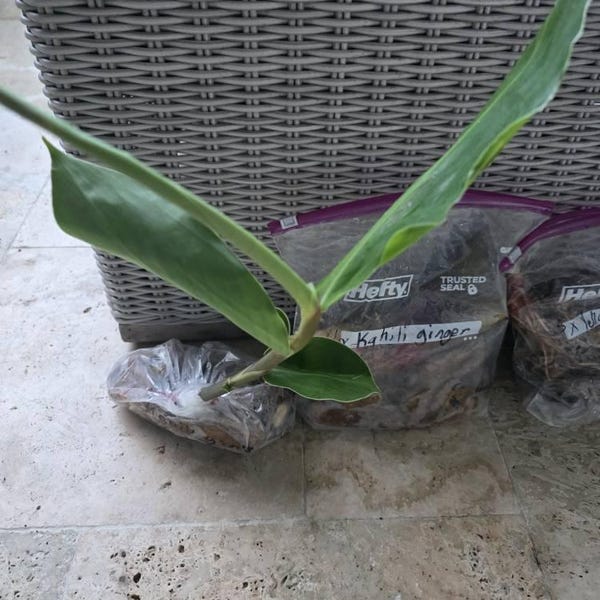 Dwarf Coconut Tree (malayan Dwarf) 3ft & Up. No Shipping is CA