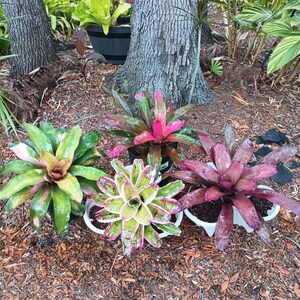 ブロメリア・エアープランツ Neoregelia Strom Worring x Michi Neoregelia Strom Worring x Michi - メルカリ
