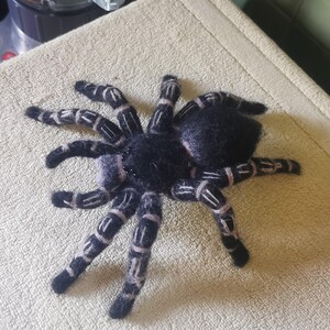 リアルなかぎ針編みのクモのパターン - コスタリカのゼブラニー