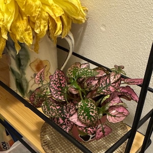 a added a photo of their purchase