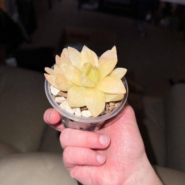 Haworthia Mutica Nigra Succulent Seeds – Rare Exotic Bonsai Cactus, Pack Of 5