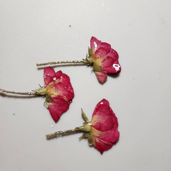 Pressed Flowers,a Pack of 5 PCS Dried Pressed Flowers,dried Flower,real ...