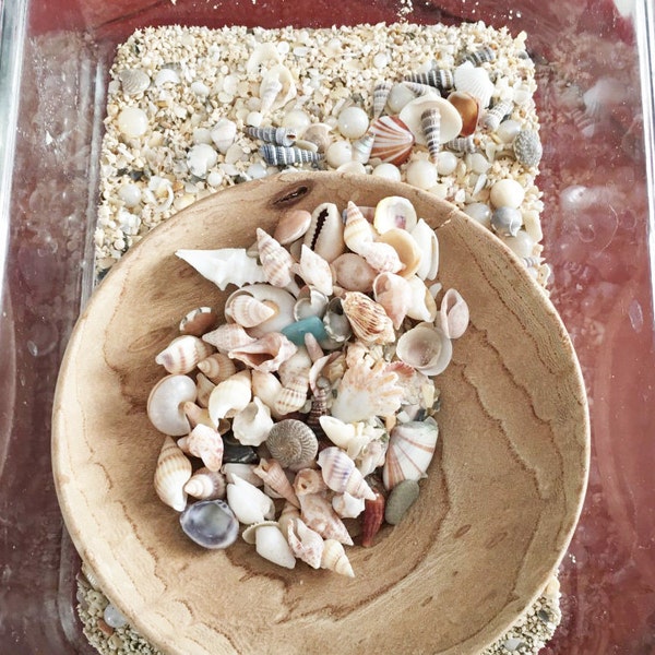 MINI TEENY & MICRO Shells ~ 10-100pcs ~ Palm Beach ~ Super Tiny ...