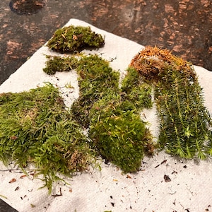 Live Moss Grab Bag Fresh Green Healthy for Terrariums - Etsy