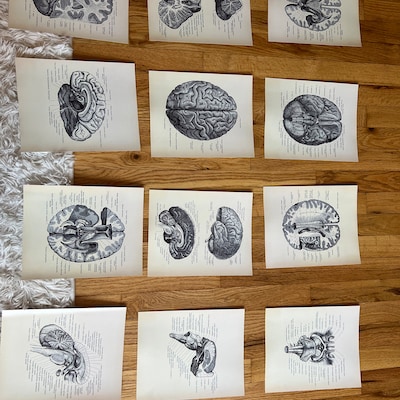 40 Labeled Musculoskeletal Structure Posters, Muscles Anatomy Art ...