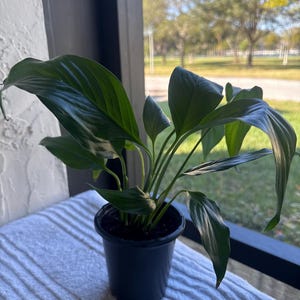 Luis added a photo of their purchase