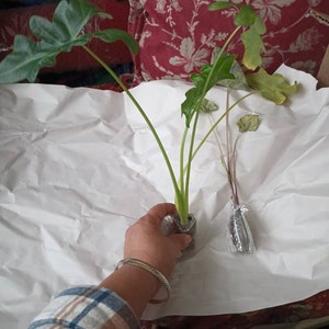 Maria ha añadido una foto de su compra