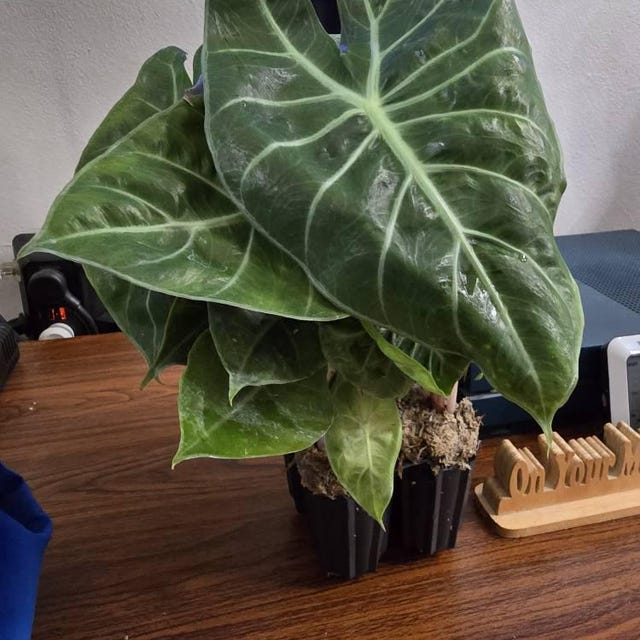 Pink Dragon Alocasia Rare Jewel Aroid Starter Plants | Plant Plugs