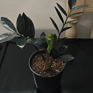 ZZ Black Queen - Easy Plant- Low Light Plant-zamioculcas