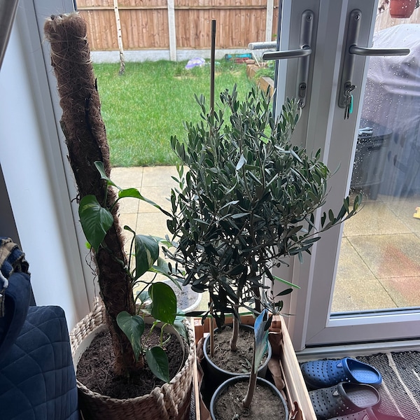 6ft Established Bushy Potted Cherry Laurel Hedge Plants 150-180cm.