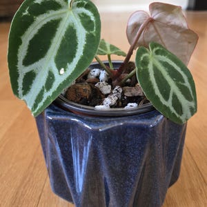 4” BRIELLE X ZARA X Doc Block Anthurium Hybrid Plant Pot