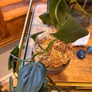 Celina added a photo of their purchase