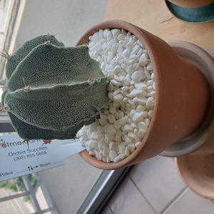 Dorothy added a photo of their purchase