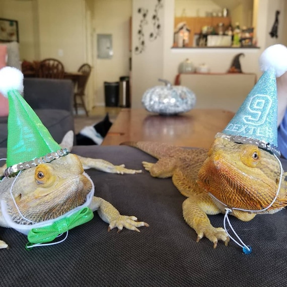 Customer photo of a pet with the First Birthday hat and matching tie or bow