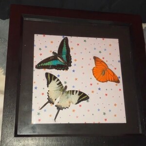 Butterfly Taxidermy Small Real Butterfly Specimens For Crafts - Natural Beautiful Taxidermy Embellishments Taxidermy Butterfly - Foto 4