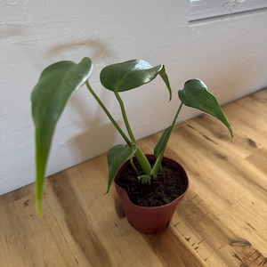 Leia added a photo of their purchase