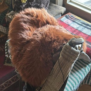 Holly added a photo of their purchase