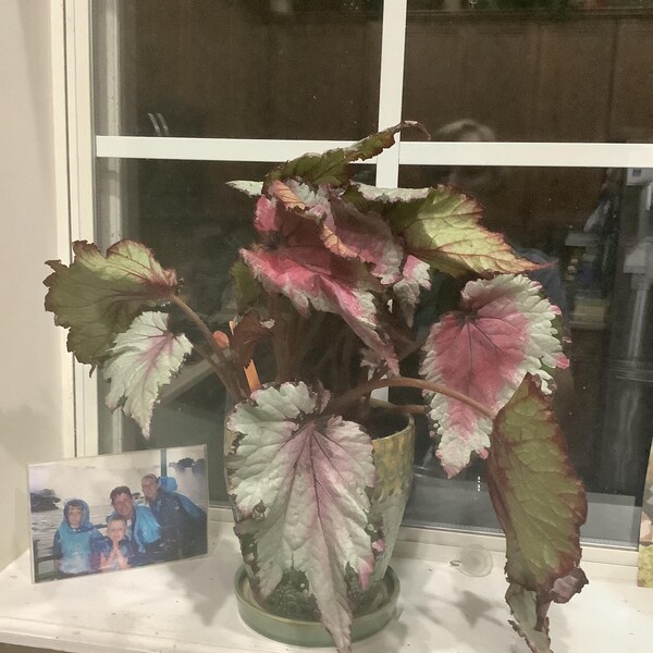 Peperomia 'ruby Ripple' - Etsy