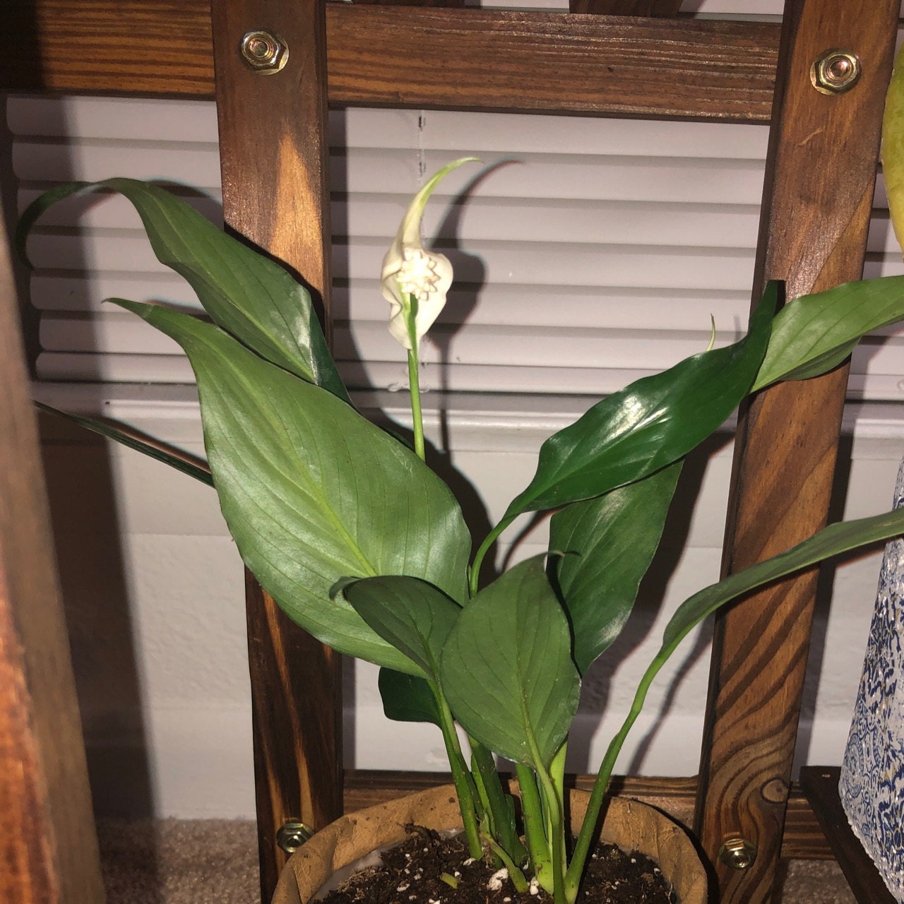 Great House Plant Hirts Peace Lily Plant 6 Pot Spathyphyllium
