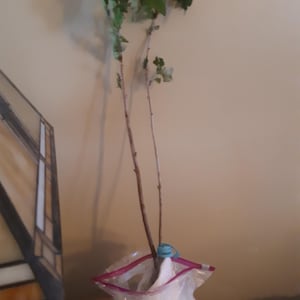 Irina added a photo of their purchase
