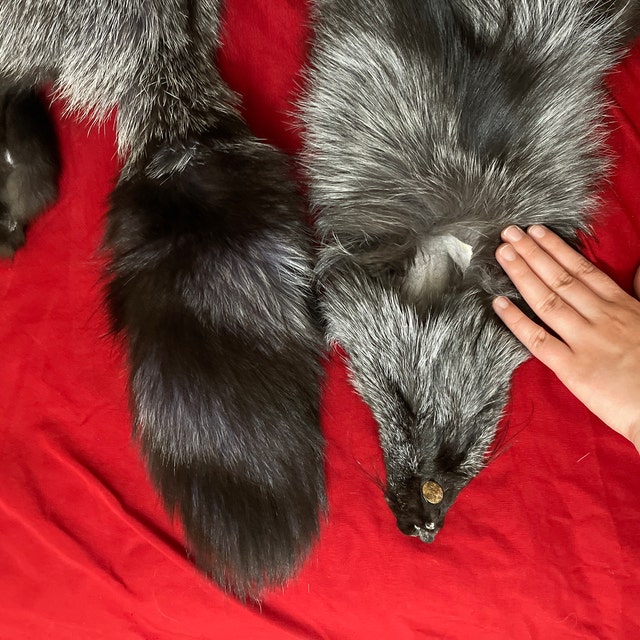 鞣し加工されたキツネの毛皮：本物の動物の毛皮（45～50インチ