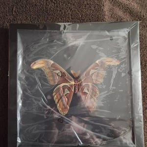 Rodney added a photo of their purchase