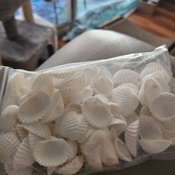 White Ark Seashells, Mini Shells for Crafting, Beach Wedding Decor (0.5 ...