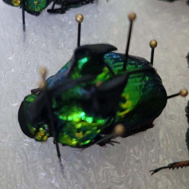 Phanaeus Demon MALE Scarab Beetle Green Form Guatemala PINNED - Etsy