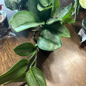 Elizabeth added a photo of their purchase