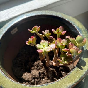セダム デンドロイデウム - 多肉植物 - Etsy 日本