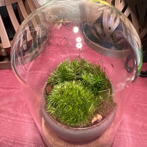 Myra hat ein Foto des gekauften Artikels hinzugefügt