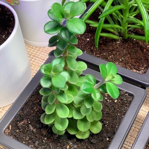 Belly Button Peperomia Plant - Peperomia verticillata - 2.5" Pot - Etsy  sterreich