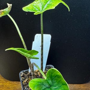 Thomas added a photo of their purchase