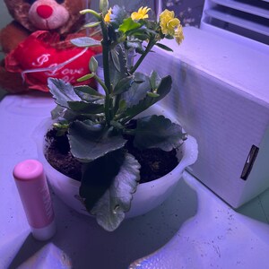 Nicole added a photo of their purchase