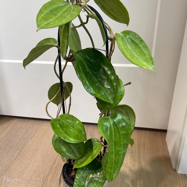 Hoya Sulawesi Gps 8867 (((hoya)))) Phyto-vet///// - Etsy Canada