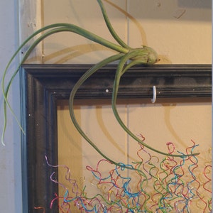 Air Plant Xeric Variety Mix of 10 Airplant Tillandsia | Etsy