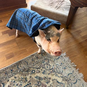 Sharon heeft een foto van de aankoop toegevoegd
