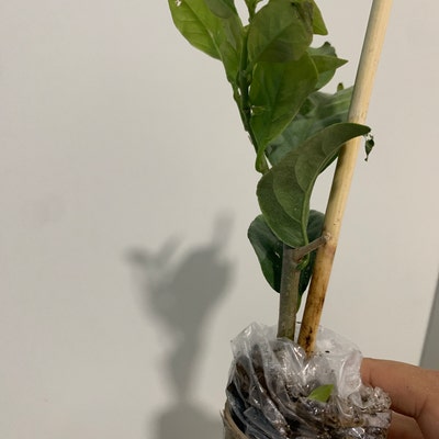 Buy Ebony Fire Crape Myrtle | FREE SHIPPING | Wilson Bros Gardens | 3 Gallon Pot for sale online
