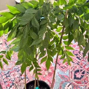 Comprador de Etsy ha añadido una foto de su compra