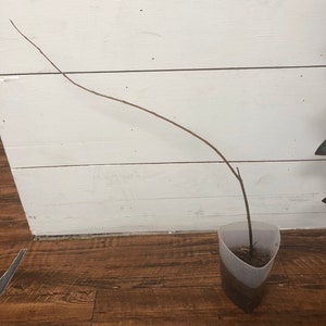 Michelle added a photo of their purchase