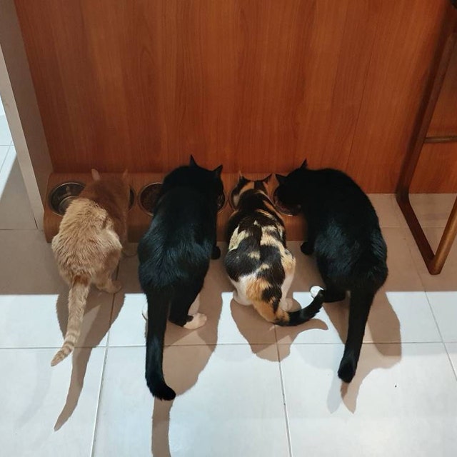 Customer photo of Feeding Station