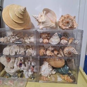 Huge Ocean Shell, Large Strombus Gigas Huge Beautifful Shell, Big