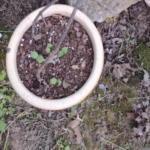 Melissa ha añadido una foto de su compra