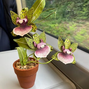 Alice added a photo of their purchase