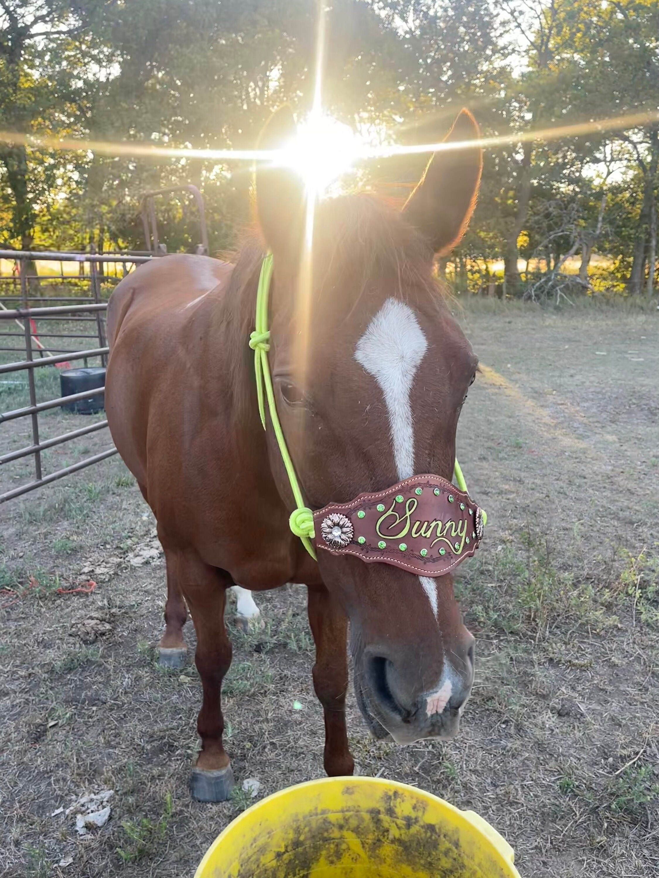 Custom Bronc Noseband with Premium Yacht Rope Halter