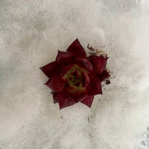 Priscilla added a photo of their purchase